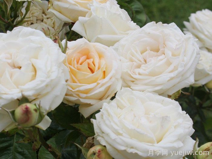 茴香酒夫人月季/拉瓦莱尔夫人/宏伟芬芳(图3) 茴香酒夫人月季/拉瓦莱尔夫人/宏伟芬芳(图3)