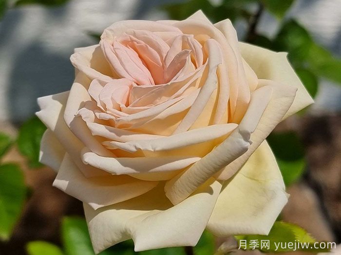 茴香酒夫人月季/拉瓦莱尔夫人/宏伟芬芳(图4) 茴香酒夫人月季/拉瓦莱尔夫人/宏伟芬芳(图4)