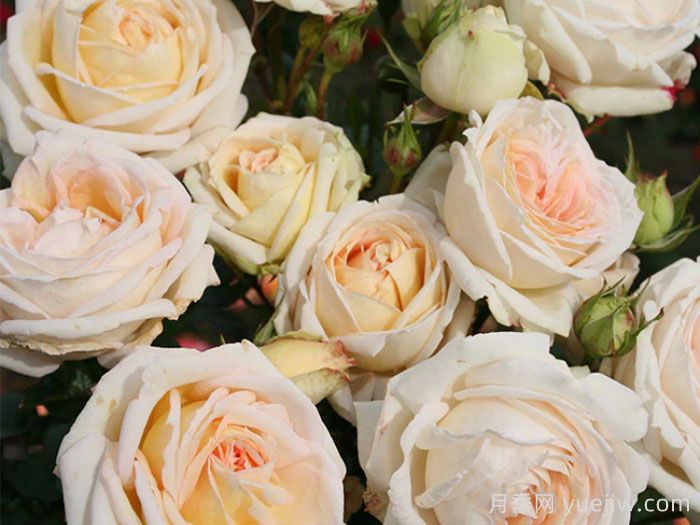 茴香酒夫人月季/拉瓦莱尔夫人/宏伟芬芳(图5) 茴香酒夫人月季/拉瓦莱尔夫人/宏伟芬芳(图5)