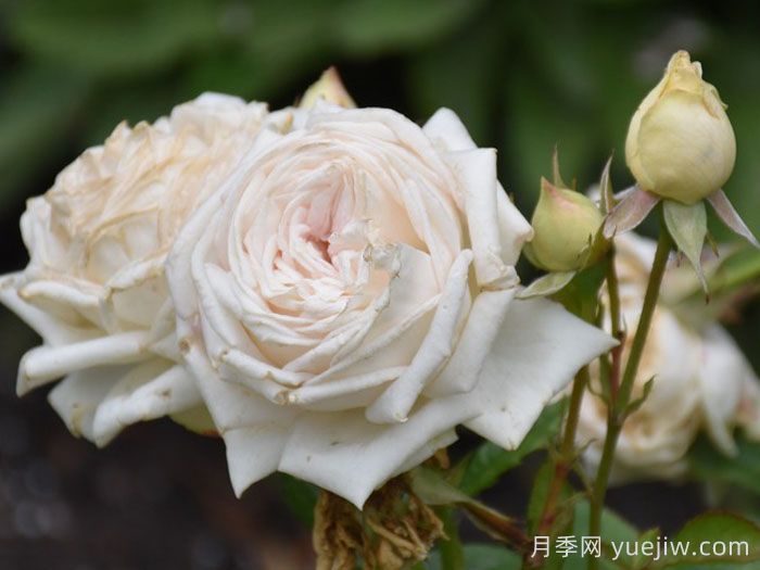 茴香酒夫人月季/拉瓦莱尔夫人/宏伟芬芳(图6) 茴香酒夫人月季/拉瓦莱尔夫人/宏伟芬芳(图6)