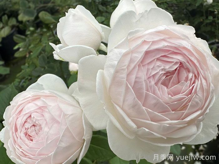 克里斯蒂娜公爵夫人月季/尘世天使/地球天使(图1)