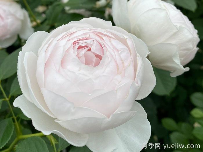 克里斯蒂娜公爵夫人月季/尘世天使/地球天使(图2)