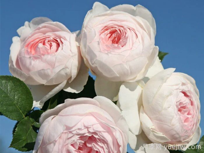 克里斯蒂娜公爵夫人月季/尘世天使/地球天使(图3)