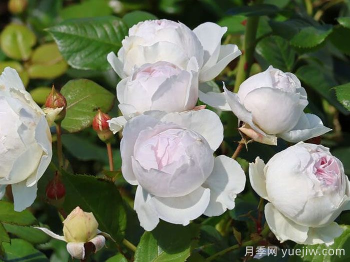 克里斯蒂娜公爵夫人月季/尘世天使/地球天使(图5)