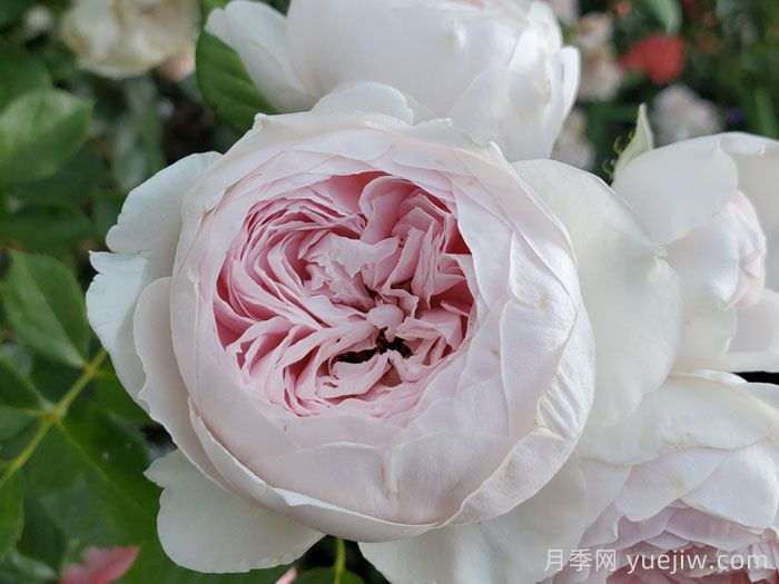克里斯蒂娜公爵夫人月季/尘世天使/地球天使(图4)