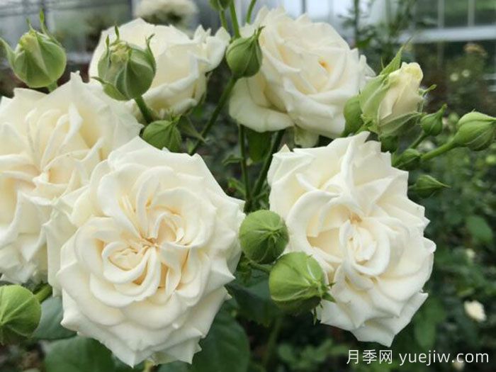 象牙流动月季(图1)