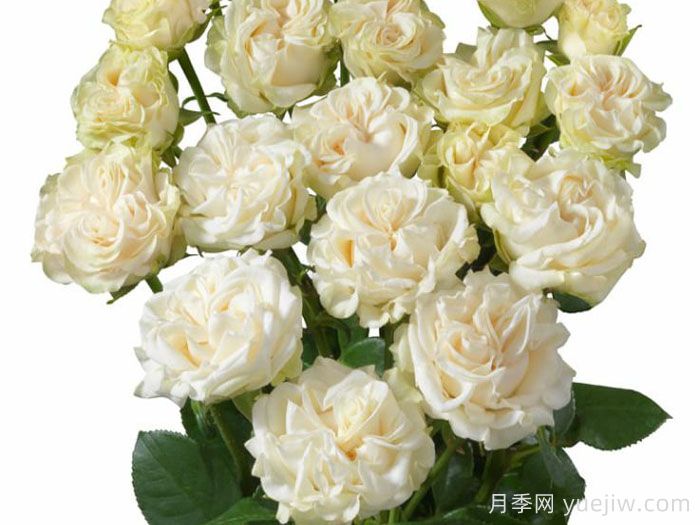 象牙流动月季(图2)