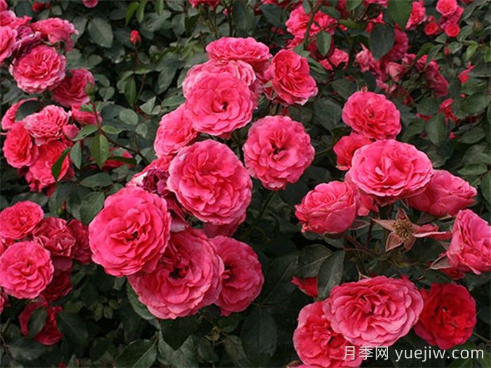 月季最佳用什么土壤种植最好？(图1)