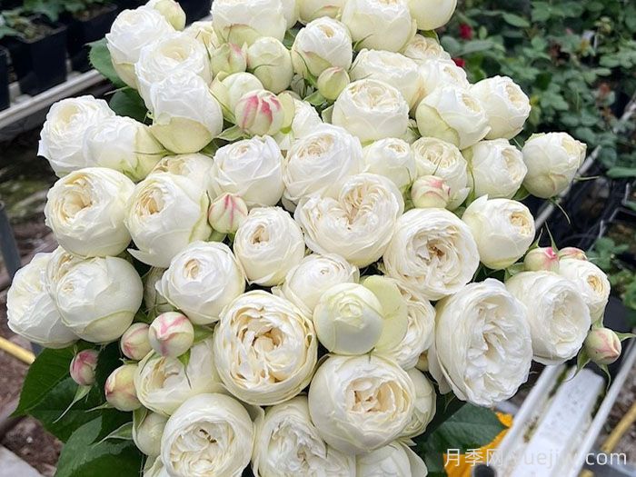 白色曼斯菲尔德庄园月季(图1) 白色曼斯菲尔德庄园月季(图1)