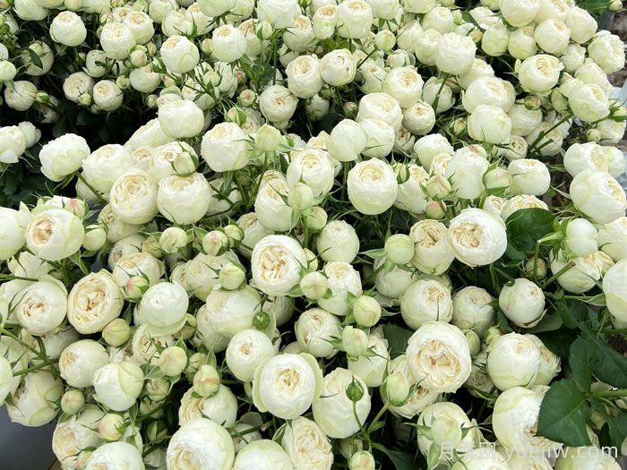 白色曼斯菲尔德庄园月季(图2) 白色曼斯菲尔德庄园月季(图2)