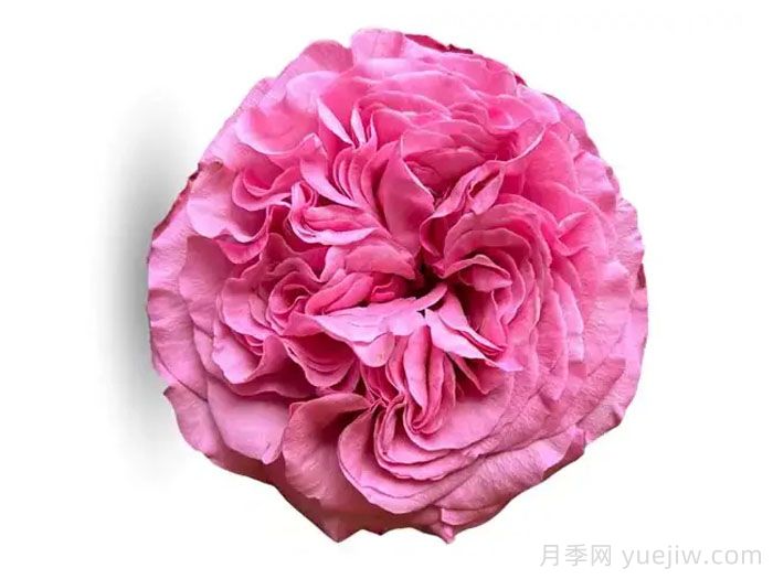 好运来月季/幸运儿(图1)