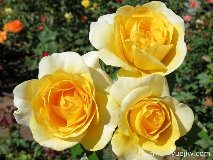 快乐幸运月季/快乐走运/开心快乐(图2)