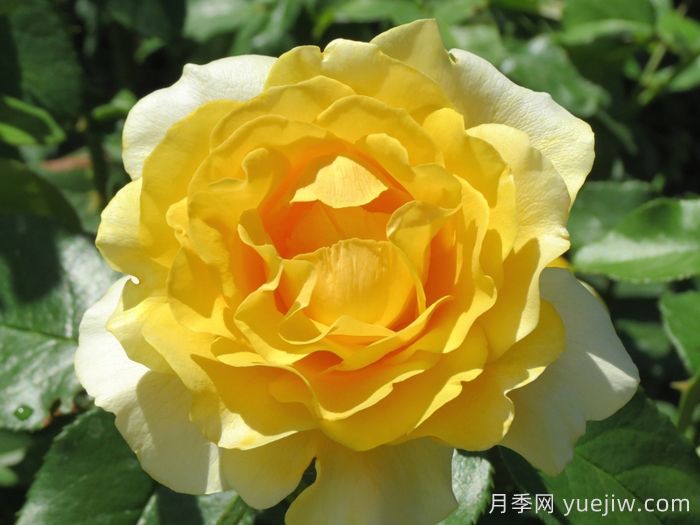 快乐幸运月季/快乐走运/开心快乐(图1)