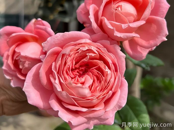 安索菲比克月季/碧克月季(图3)