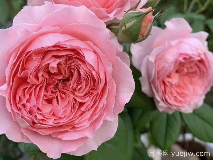 安索菲比克月季/碧克月季(图1)