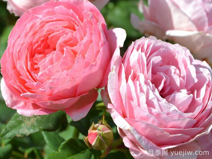 安索菲比克月季/碧克月季(图2)