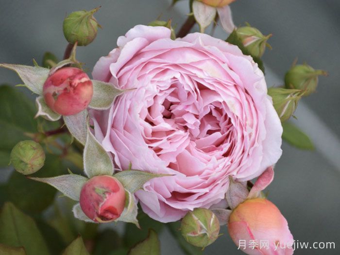 安索菲比克月季/碧克月季(图4)