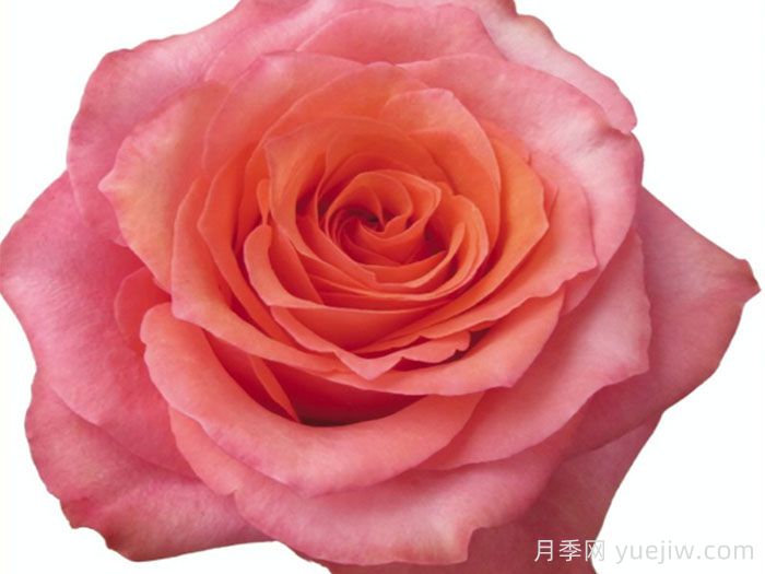 摇滚乐月季/硬式摇滚(图2)