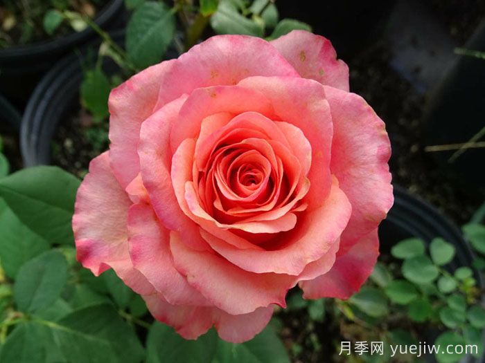 摇滚乐月季/硬式摇滚(图1)