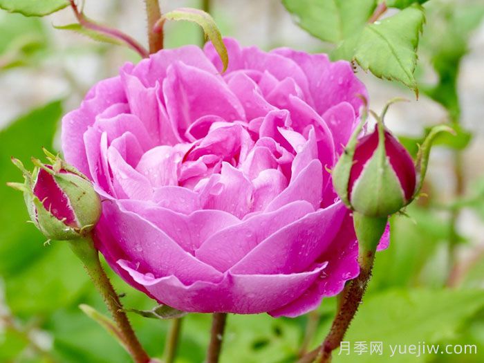 拉菲女王月季/女王长青(图2)