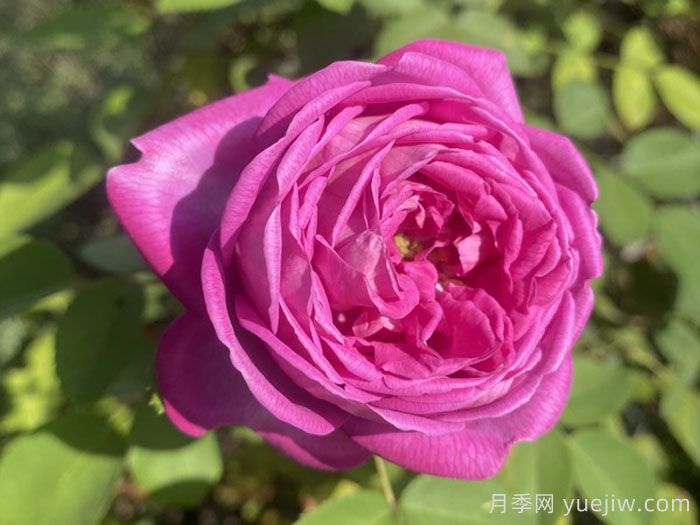 拉菲女王月季/女王长青(图1)