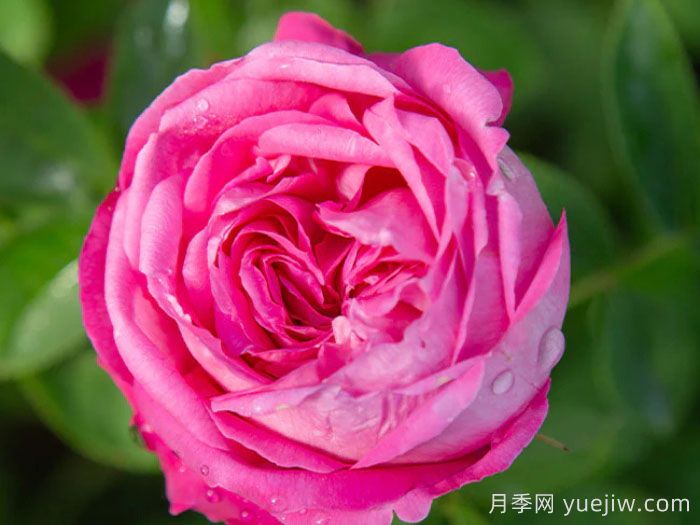 拉菲女王月季/女王长青(图3)