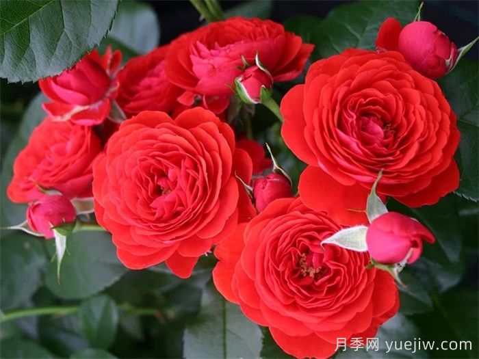 奇卡门廊月季/奇卡花环月季(图1)