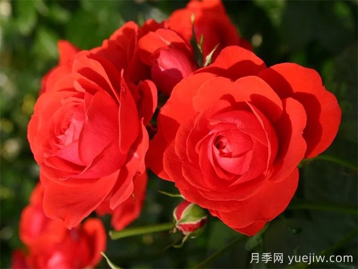 奇卡门廊月季/奇卡花环月季(图2)