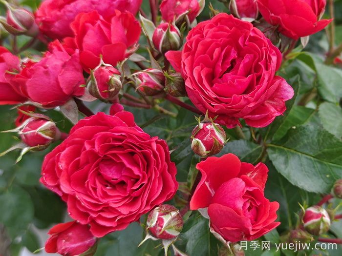 奇卡门廊月季/奇卡花环月季(图3)