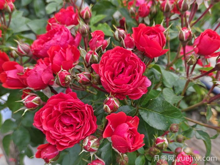 奇卡门廊月季/奇卡花环月季(图4)