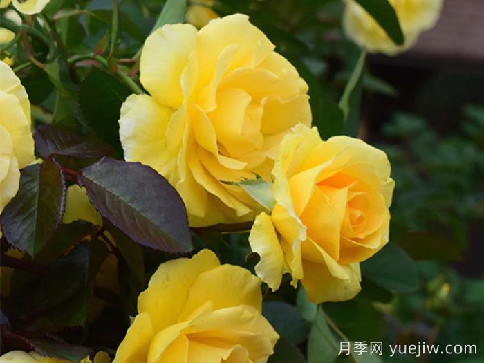 美好阳光月季/阳光灿烂的日子(图2)