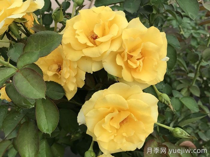 美好阳光月季/阳光灿烂的日子(图1)