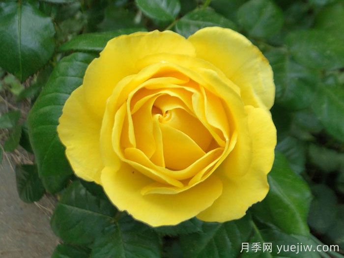 漫步阳光月季/阳光漫步(图2)