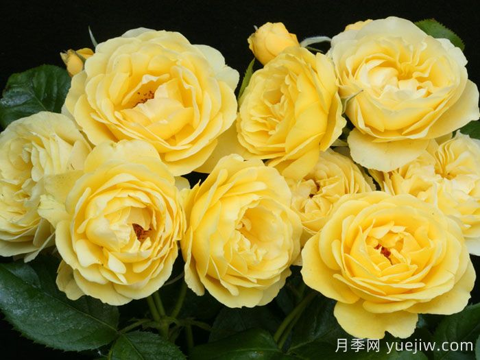 漫步阳光月季/阳光漫步(图1)