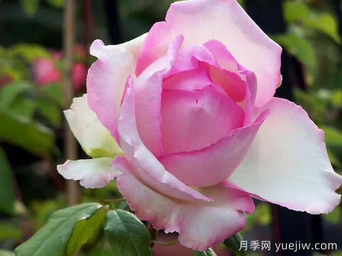 巴尔扎克的荣耀月季(图2)