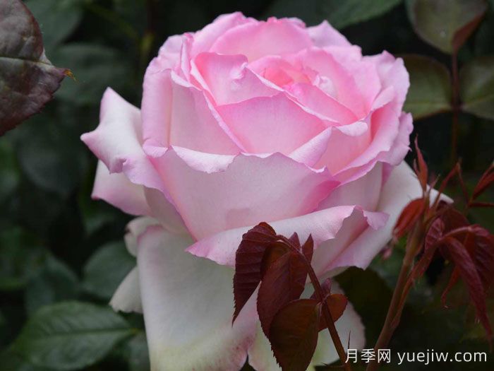 巴尔扎克的荣耀月季(图3)