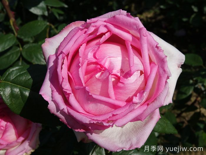 巴尔扎克的荣耀月季(图1)