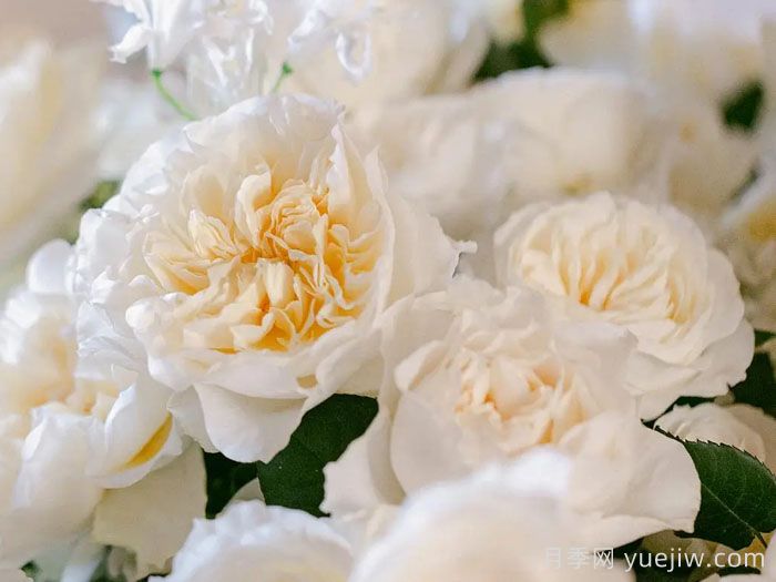 尤金妮月季/欧仁妮(图2)