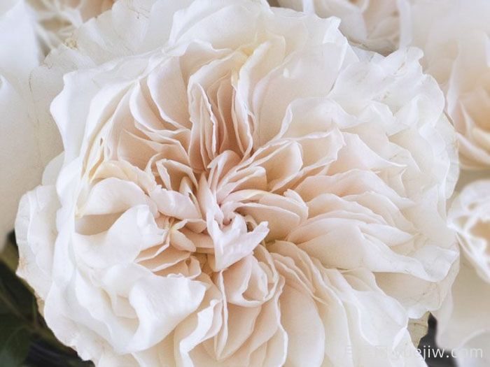 尤金妮月季/欧仁妮(图1)