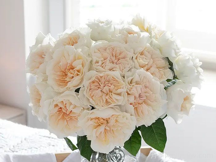 尤金妮月季/欧仁妮(图3)