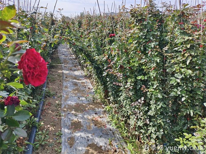 不同季节种植藤本月季的区别(图1)