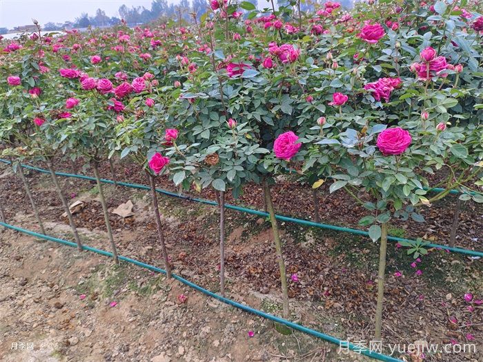 秋天的月季做好这几点养护，花照样盛开继续美艳(图1)