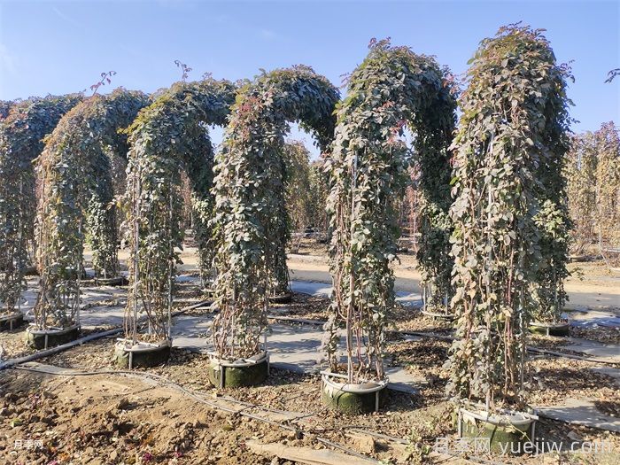 藤本月季冬天落叶吗？冬季藤本施肥技巧(图2)