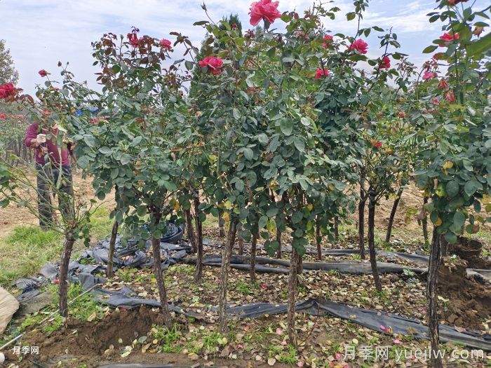 襄阳襄城区发展月季产业花开幸福来(图1)