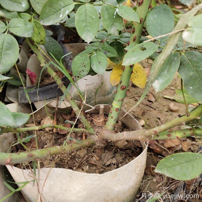 月季花盲枝是什么原因?(图1) 月季花盲枝是什么原因?(图1)