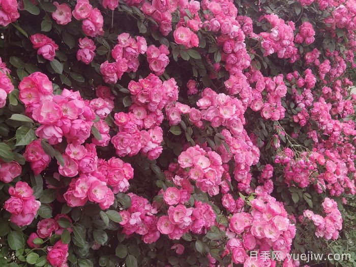 精选30种经典月季大合集，好看养眼还抗病好养(图4)