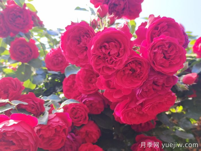 花友家里12个月季品种大比拼，你喜欢哪一款？(图3)