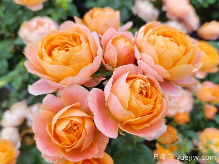 堪称完美的七种月季,花期长抗病强,阳台党福利(图1) 堪称完美的七种月季,花期长抗病强,阳台党福利(图1)