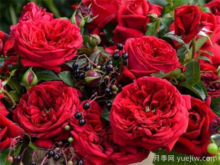 推荐10款红色系月季品种，中国红鸿运当头(图1)