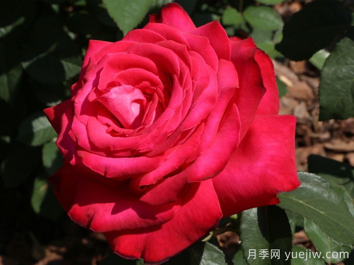 推荐10款红色系月季品种，中国红鸿运当头(图8)